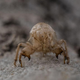 Image for article titled Last Call: Would you eat Brood X cicadas?